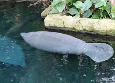 Lamantin des Caraïbes - Trichechus manatus (ZooParc de Beauval, mai 2025)