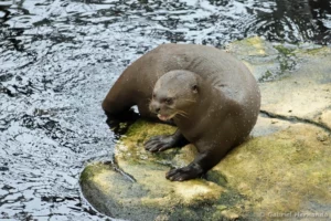 Loutre géante - Pteronura brasiliensis (ZooParc de Beauval, mai 2025)