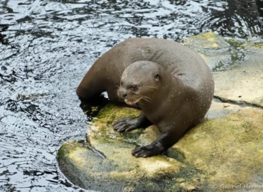 Loutre géante - Pteronura brasiliensis (ZooParc de Beauval, mai 2025)