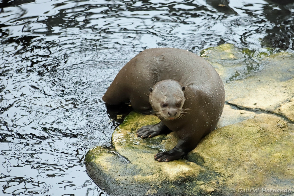 Loutre géante - Pteronura brasiliensis (ZooParc de Beauval, mai 2025)