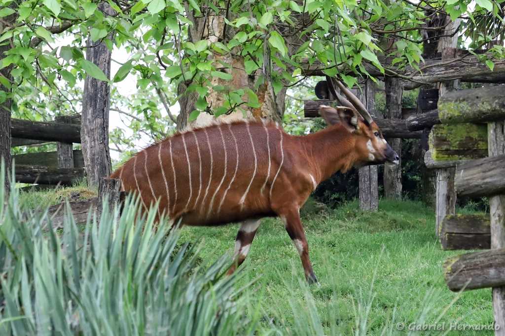 Bongo de montagne - Tragelaphus eurycerus isaaci (ZooParc de Beauval, mai 2025)