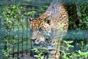 Jaguar - Panthera onca (ZooParc de Beauval, mai 2025)