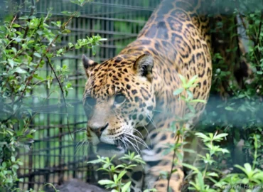 Jaguar - Panthera onca (ZooParc de Beauval, mai 2025)