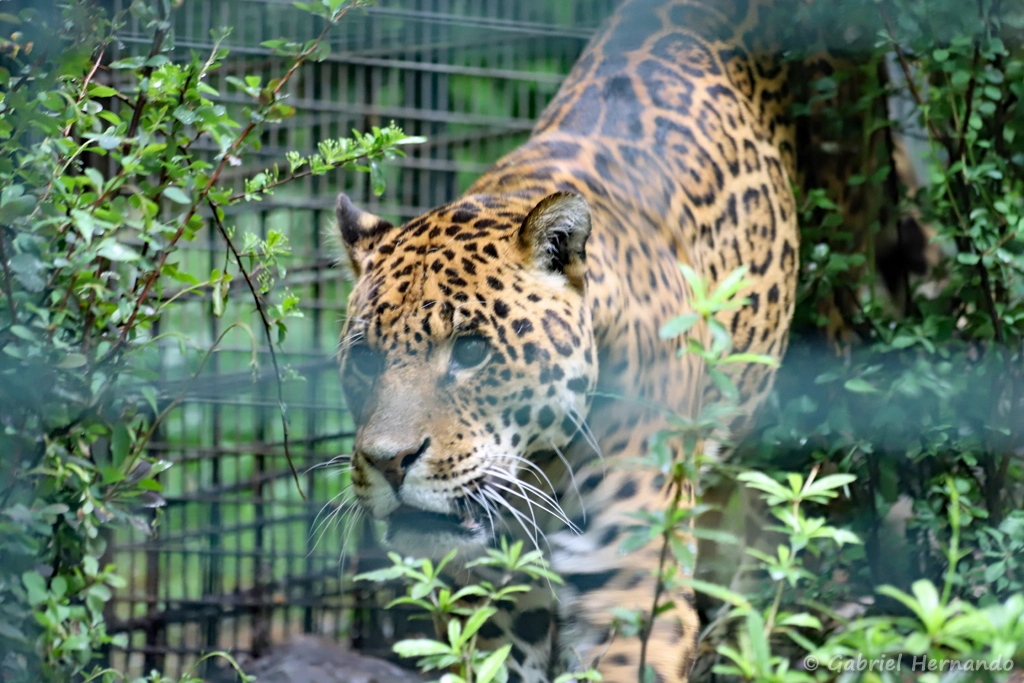Jaguar - Panthera onca (ZooParc de Beauval, mai 2025)