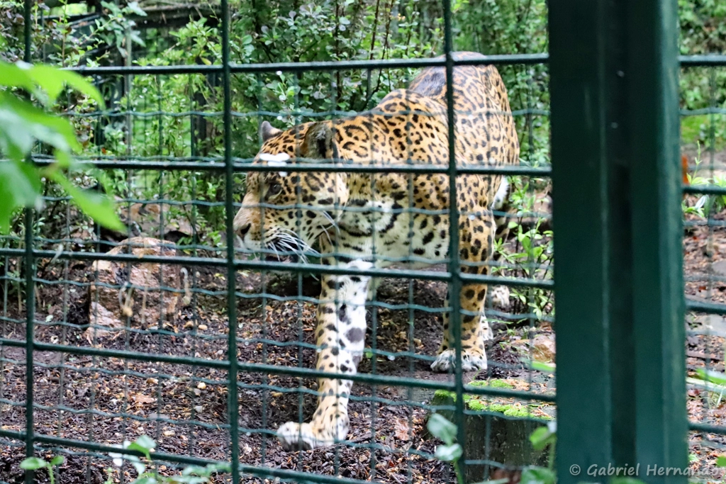 Jaguar - Panthera onca (ZooParc de Beauval, mai 2025)