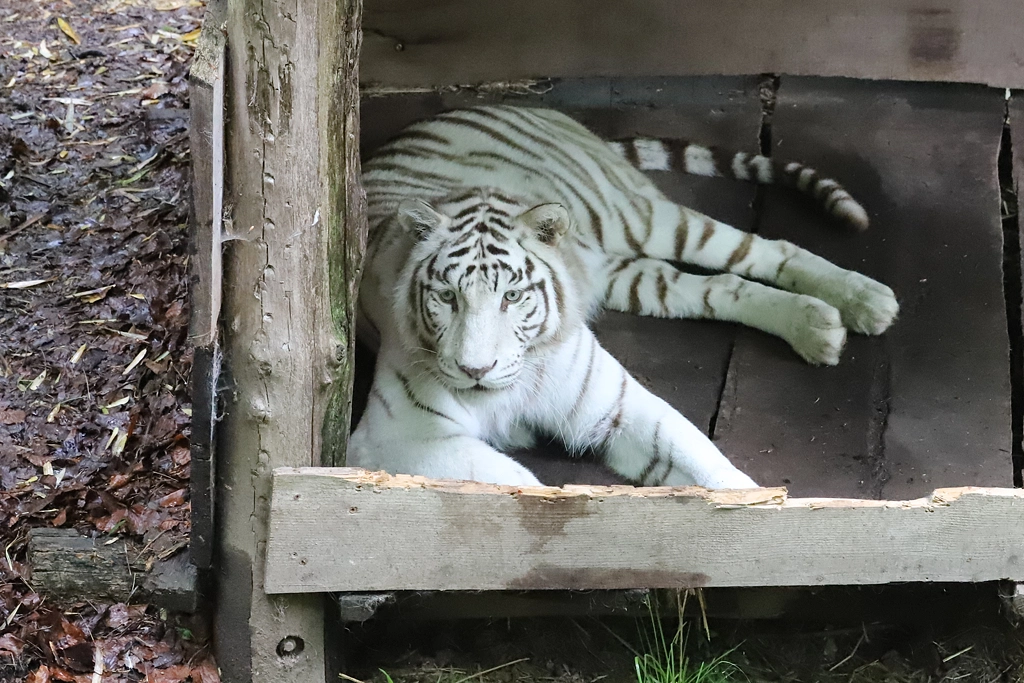 Tigre leucique, communément appelé tigre blanc - Panthera tigris (ZooParc de Beauval, mai 2025)