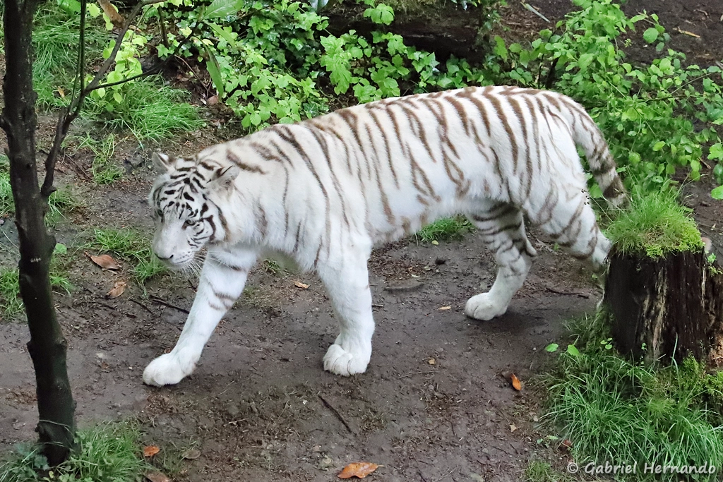 Tigre leucique, communément appelé tigre blanc - Panthera tigris (ZooParc de Beauval, mai 2025)