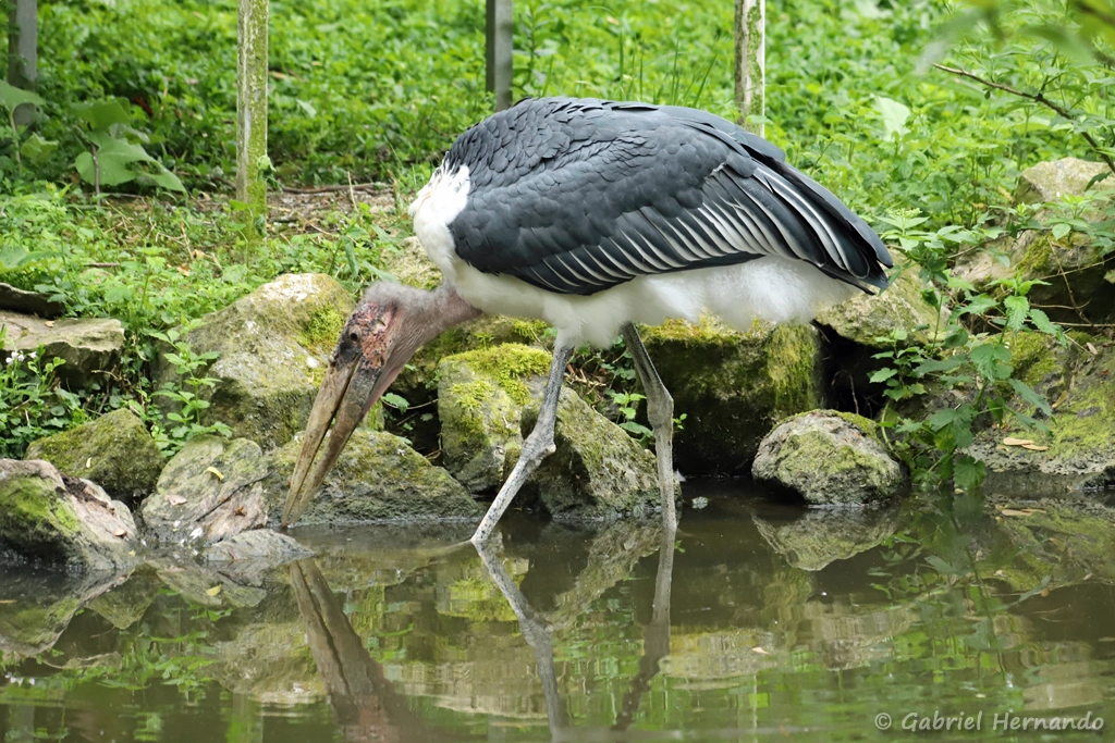 Marabout d'Afrique - Leptoptilos crumenifer (ZooParc de Beauval, mai 2021)
