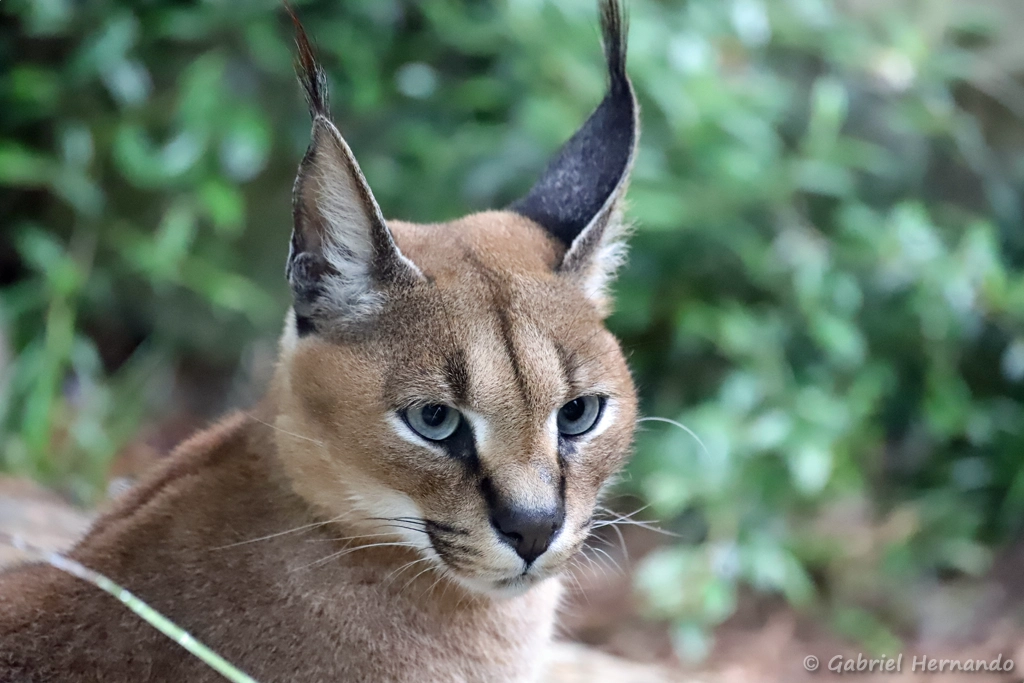 Caracal - Caracal caracal (ZooParc de Beauval, mai 2025)
