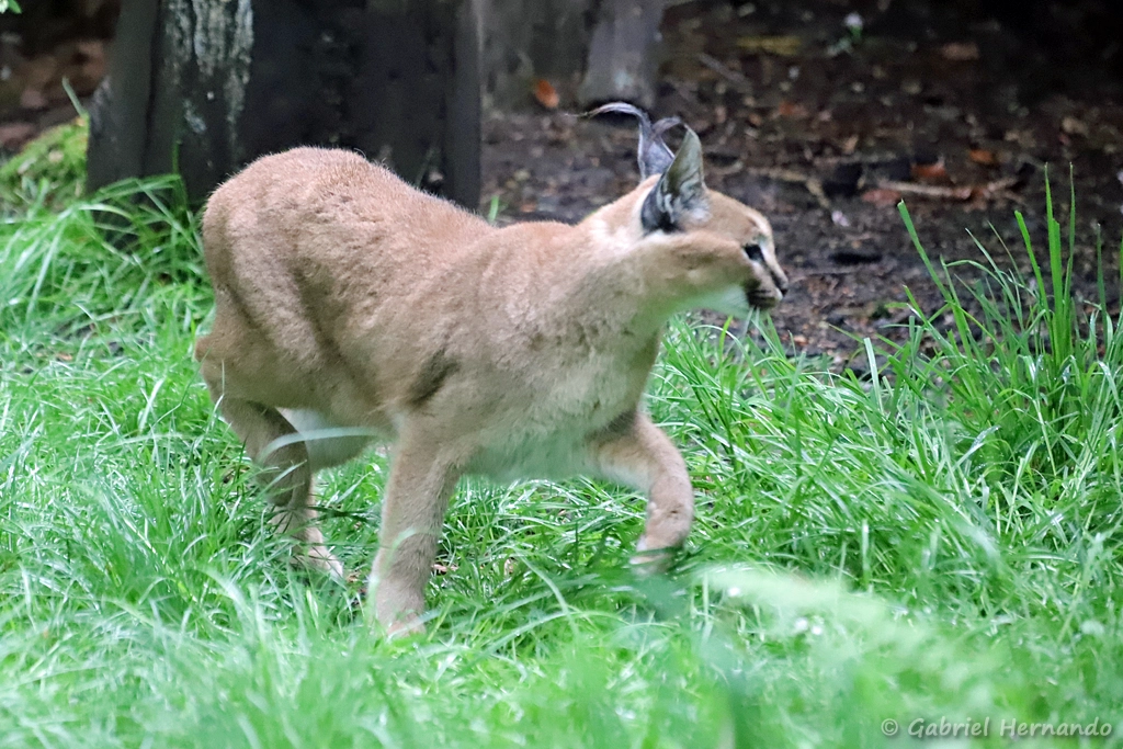 Caracal - Caracal caracal (ZooParc de Beauval, mai 2025)