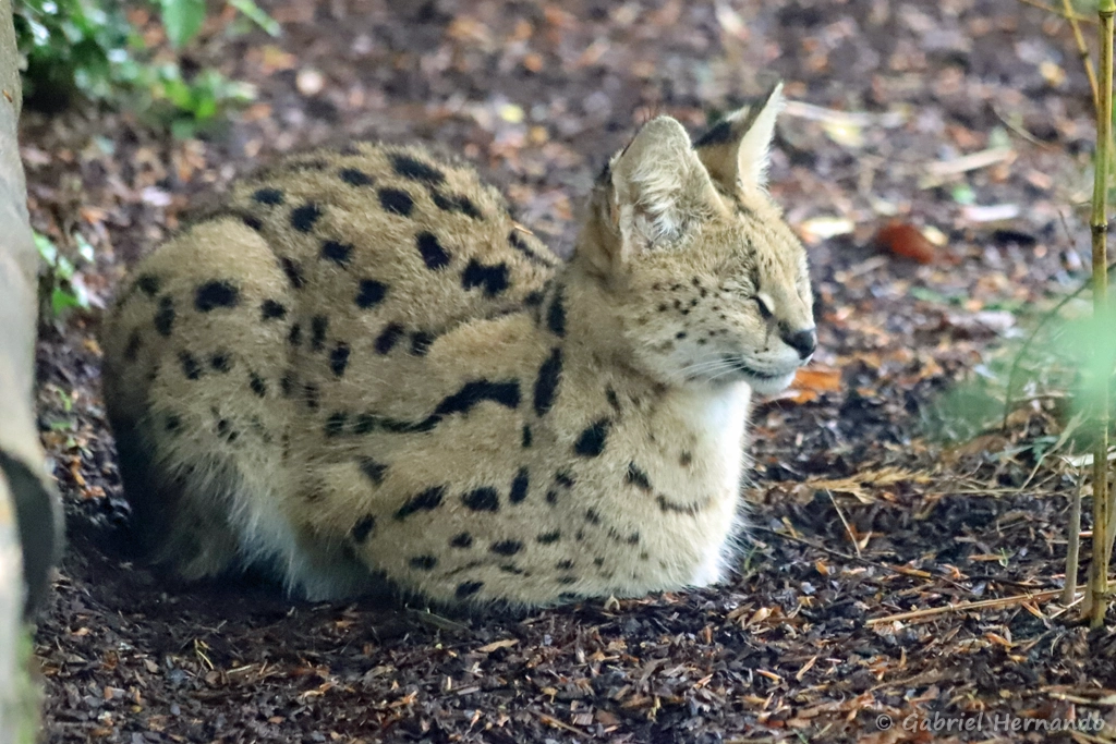 Serval - Leptailurus serval (ZooParc de Beauval, mai 2025)