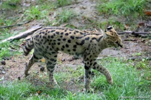 Serval - Leptailurus serval (ZooParc de Beauval, mai 2025)