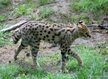 Serval - Leptailurus serval (ZooParc de Beauval, mai 2025)