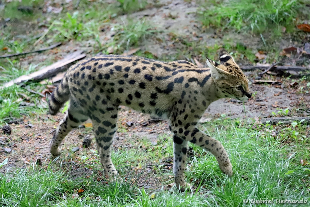 Serval - Leptailurus serval (ZooParc de Beauval, mai 2025)