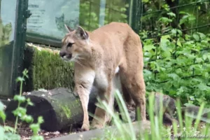 Puma - Puma concolor (ZooParc de Beauval, mai 2025)