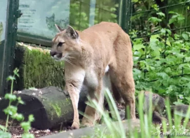 Puma - Puma concolor (ZooParc de Beauval, mai 2025)