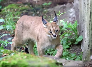Caracal - Caracal caracal (ZooParc de Beauval, mai 2025)
