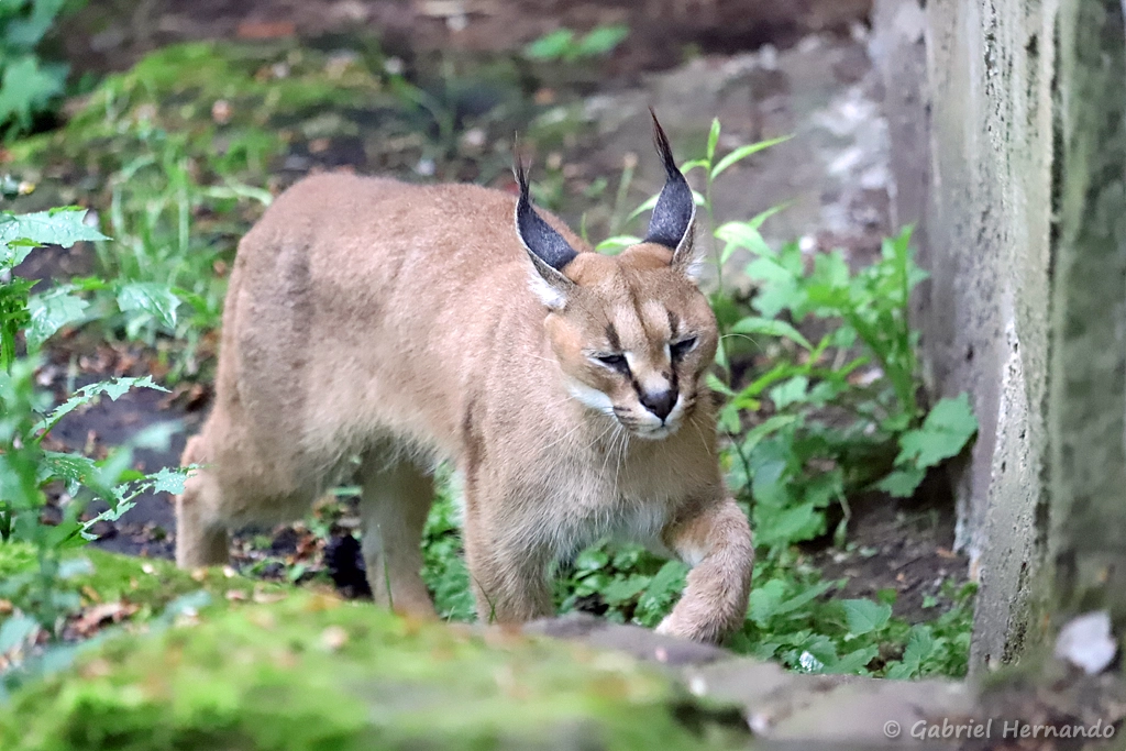 Caracal - Caracal caracal (ZooParc de Beauval, mai 2025)