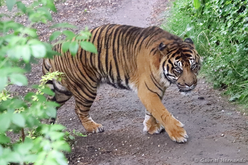 Tigre de Sumatra - Panthera tigris sumatrae (ZooParc de Beauval, mai 2025)