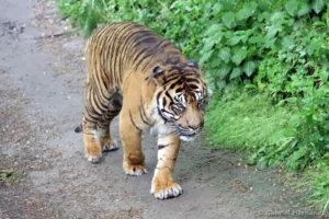Tigre de Sumatra - Panthera tigris sumatrae (ZooParc de Beauval, mai 2025)