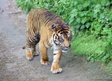 Tigre de Sumatra - Panthera tigris sumatrae (ZooParc de Beauval, mai 2025)