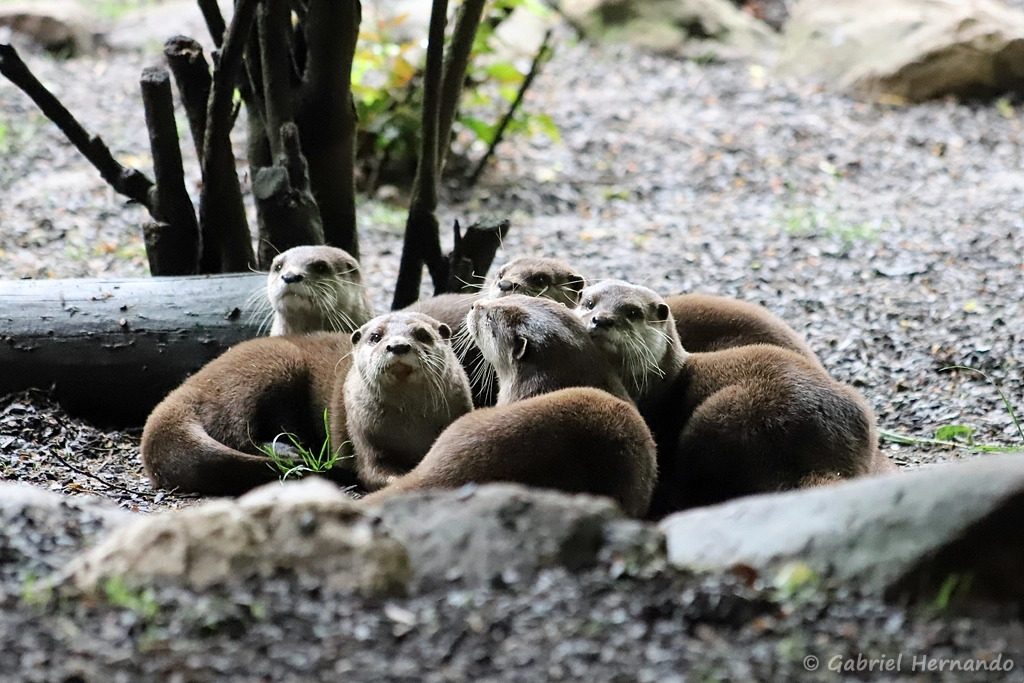 Loutre cendrée - Amblonyx cinereus (ZooParc de Beauval, mai 2025)