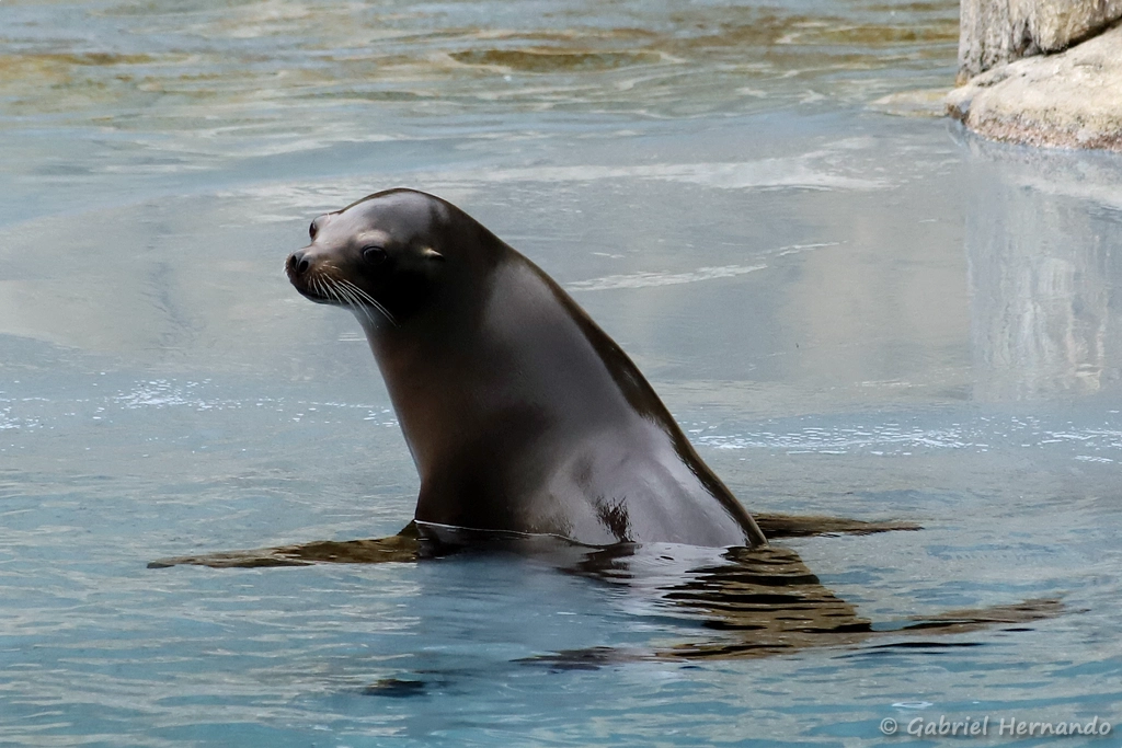 Otarie de Californie - Zalophus californianus (ZooParc de