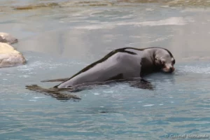 Otarie de Californie - Zalophus californianus (ZooParc de Beauval, mai 2025)