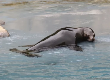Otarie de Californie - Zalophus californianus (ZooParc de Beauval, mai 2025)
