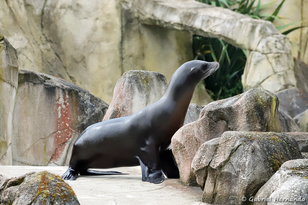 Otarie de Californie - Zalophus californianus (ZooParc de Beauval, mai 2025)