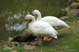 Coscoroba blanc - Coscoroba coscoroba (ZooParc de Beauval, mai 2025)