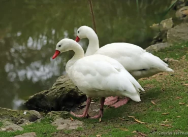 Coscoroba blanc - Coscoroba coscoroba (ZooParc de Beauval, mai 2025)