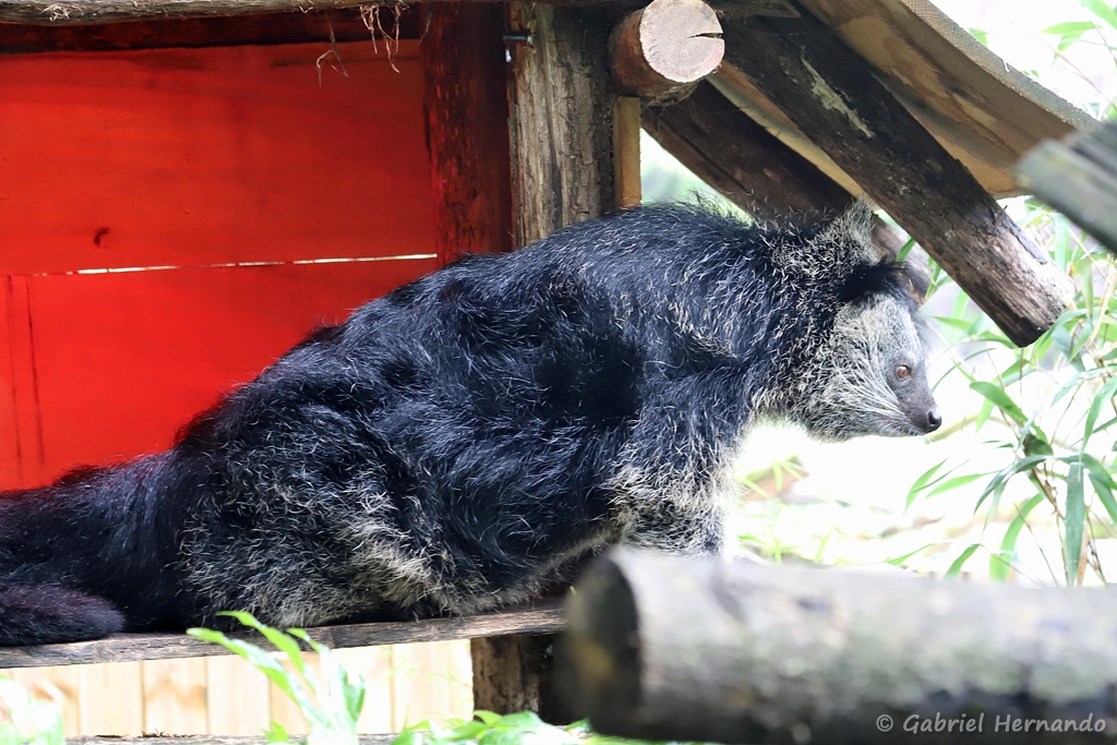 Binturong
Arctictis - binturong (ZooParc de Beauval, mai 2025)