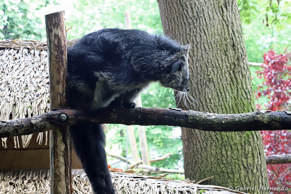 Binturong
Arctictis - binturong (ZooParc de Beauval, mai 2025)