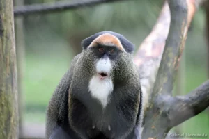 Cercopithèque de Brazza - Cercopithecus neglectus (ZooParc de Beauval, mai 2025)