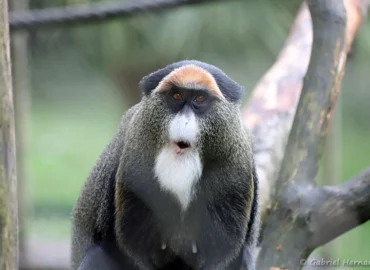 Cercopithèque de Brazza - Cercopithecus neglectus (ZooParc de Beauval, mai 2025)