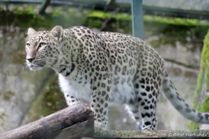 Léopard de Perse - Panthera pardus saxicolor (ZooParc de Beauval, mai 2025)