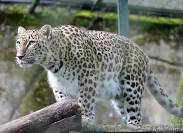 Léopard de Perse - Panthera pardus saxicolor (ZooParc de Beauval, mai 2025)