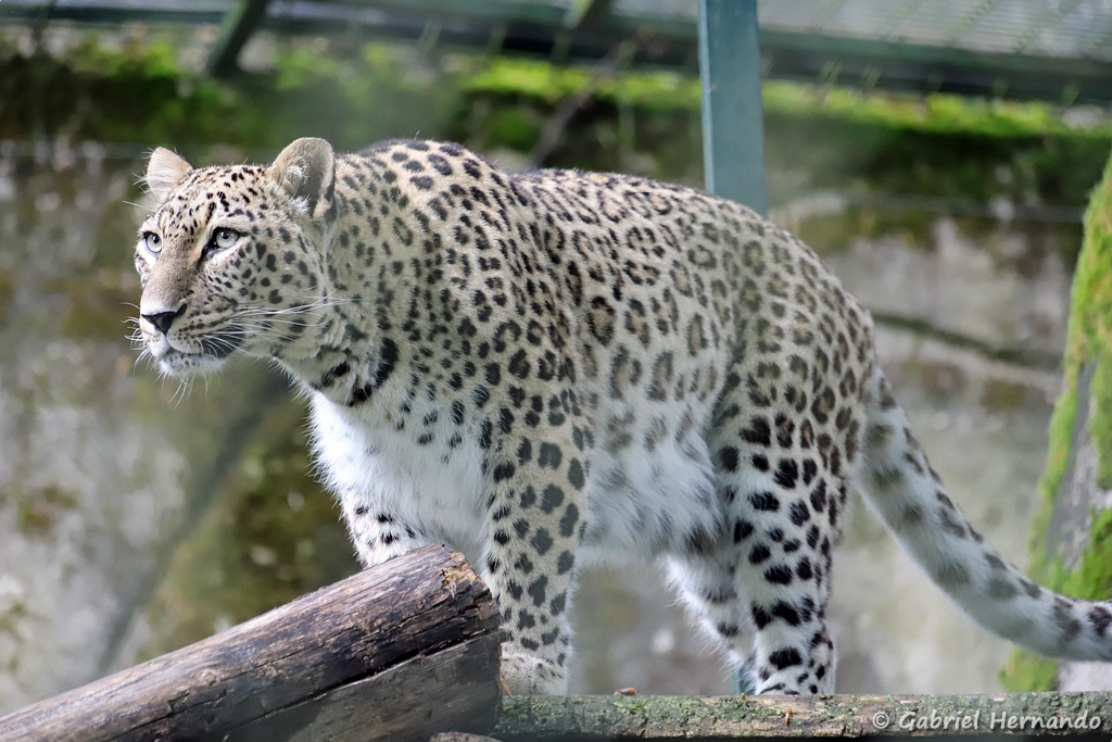 Léopard de Perse - Panthera pardus saxicolor (ZooParc de Beauval, mai 2025)