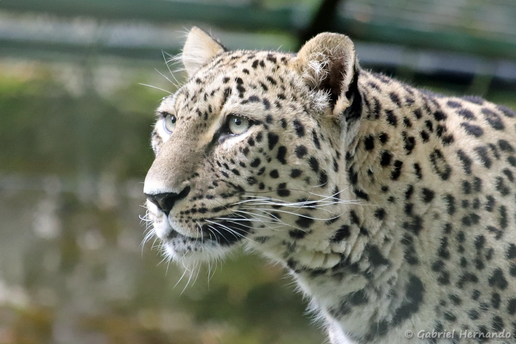 Léopard de Perse - Panthera pardus saxicolor (ZooParc de Beauval, mai 2025)