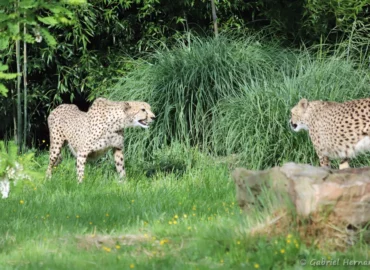 Guépard - Acinonyx jubatus (ZooParc de Beauval, mai 2025)
