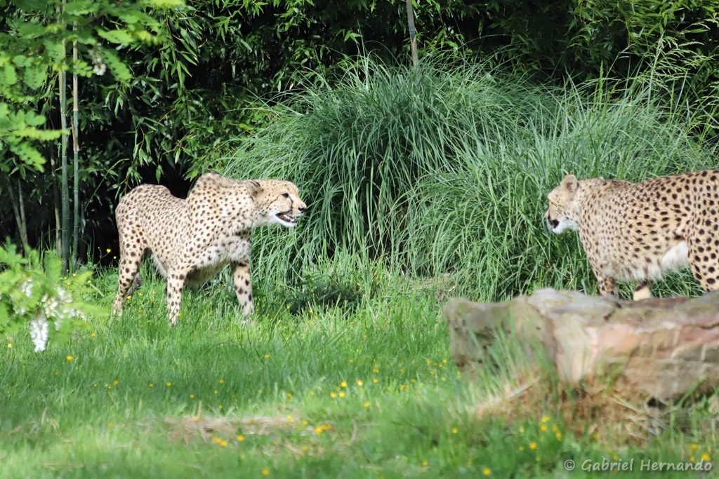 Guépard - Acinonyx jubatus (ZooParc de Beauval, mai 2025)