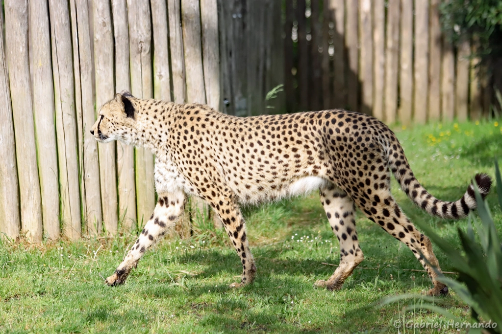 Guépard - Acinonyx jubatus (ZooParc de Beauval, mai 2025)