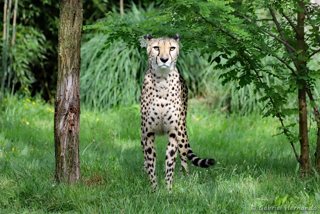 Guépard - Acinonyx jubatus (ZooParc de Beauval, mai 2025)