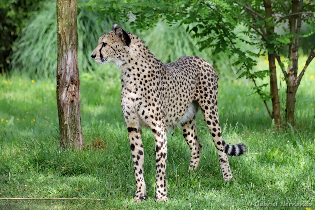 Guépard - Acinonyx jubatus (ZooParc de Beauval, mai 2025)