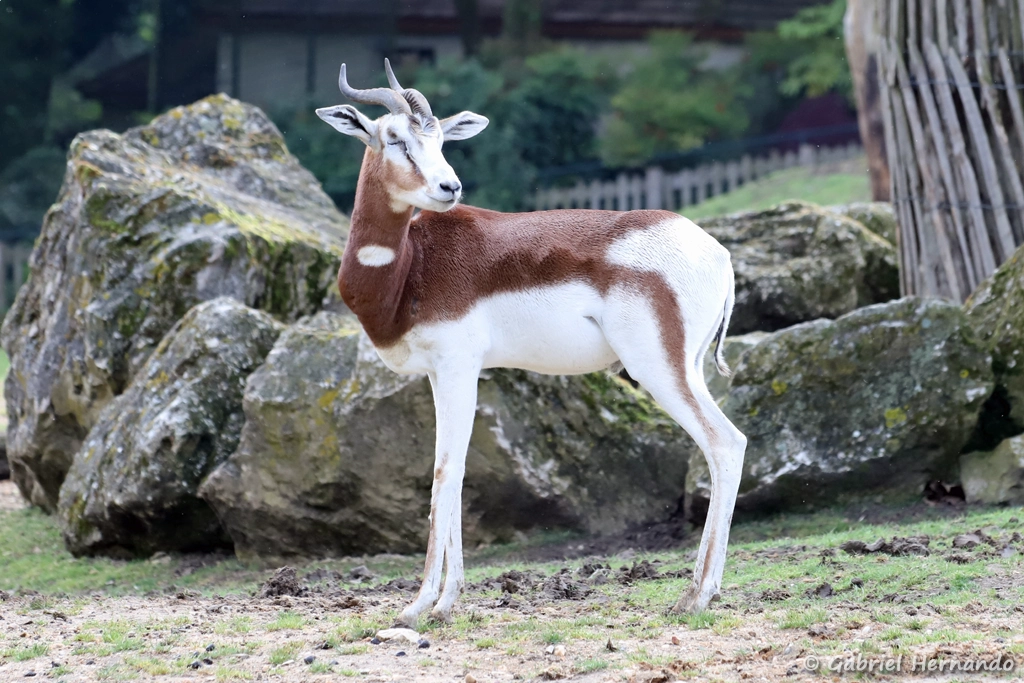 Gazelle de Mhorr - Nanger dama mhorr (ZooParc de Beauval, mai 2025)