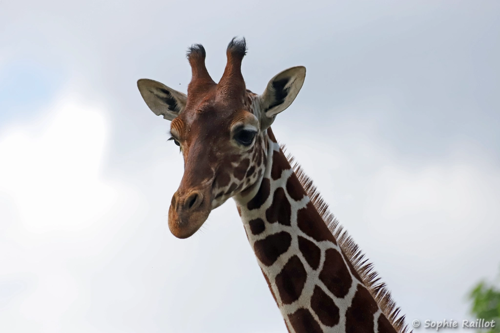 Girafe réticulée - Giraffa reticulata (ZooParc de Beauval, mai 2025)