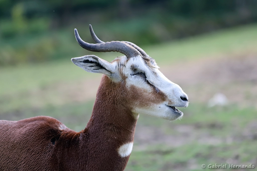 Gazelle de Mhorr - Nanger dama mhorr (ZooParc de Beauval, mai 2025)