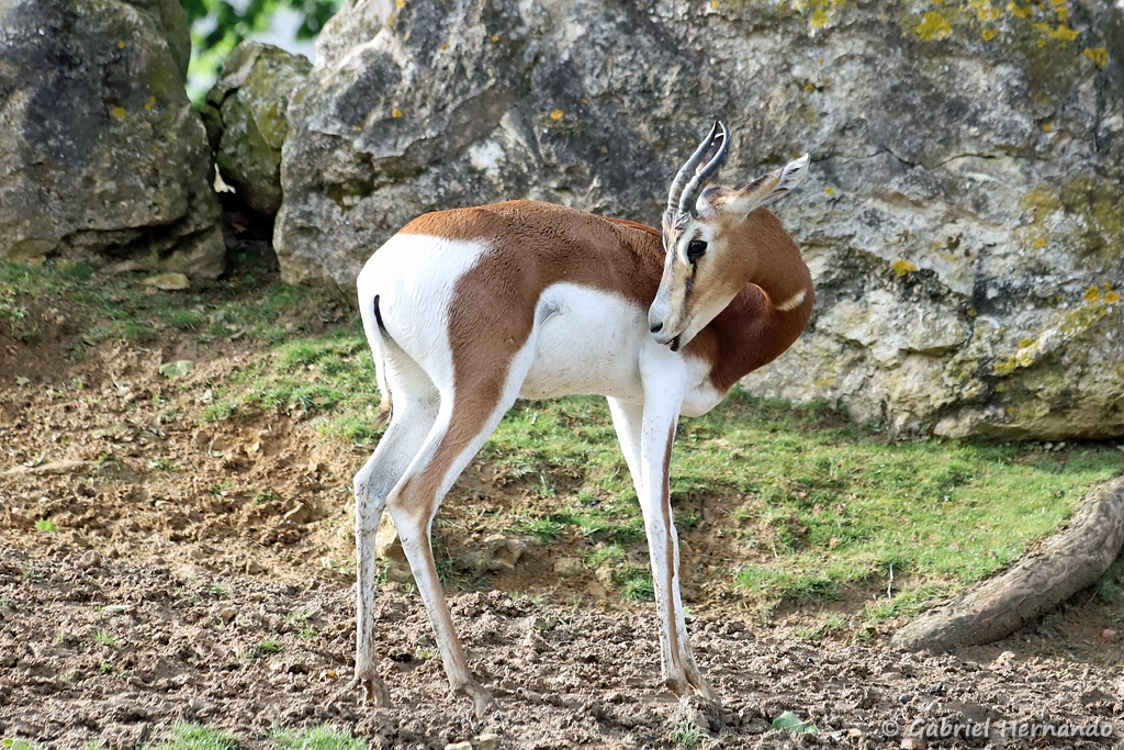Gazelle de Mhorr - Nanger dama mhorr (ZooParc de Beauval, mai 2025)