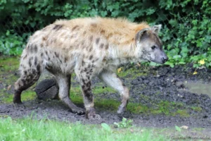 Hyène tachetée - Crocuta crocuta (ZooParc de Beauval, mai 2025)